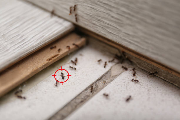Best Commercial Pest Control Services  in East Gaffney, SC